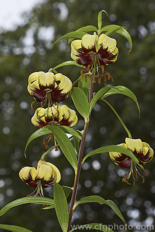 Lilium nepalense, a summer-flowering bulb native to the Himalayan region and found from Bhutan and Nepal to northern India It usually carries one to three of its nodding flowers per stem and grows to around 1 m high. Because of its stoloniferous habit its tends to form a clump of widely spaced stems. The flowers are fragrant, more so at night. lilium-2171htm'>Lilium. <a href='liliaceae-plant-family-photoshtml'>Liliaceae</a>.