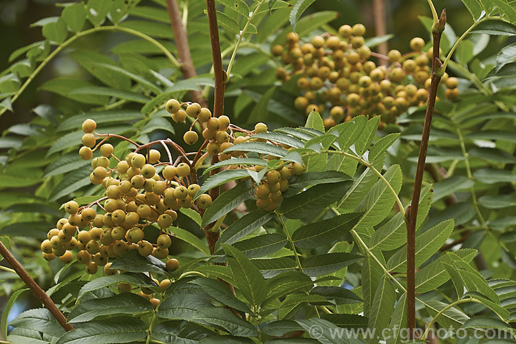 Sorbus randaiensis with maturing fruit just starting to change colour. This small deciduous tree, up to 8m tall, is native to the mountains of Taiwan. Its spring-borne heads of small cream flowers are followed by orange-red berries. The fruit matures in autumn and usually last well into winter. sorbus-2143htm'>Sorbus.