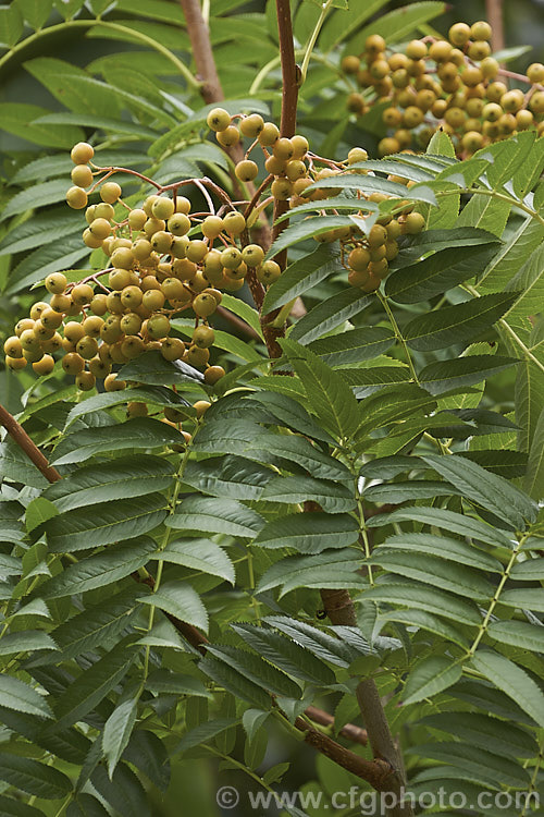 Sorbus randaiensis with maturing fruit just starting to change colour. This small deciduous tree, up to 8m tall, is native to the mountains of Taiwan. Its spring-borne heads of small cream flowers are followed by orange-red berries. The fruit matures in autumn and usually last well into winter. sorbus-2143htm'>Sorbus.