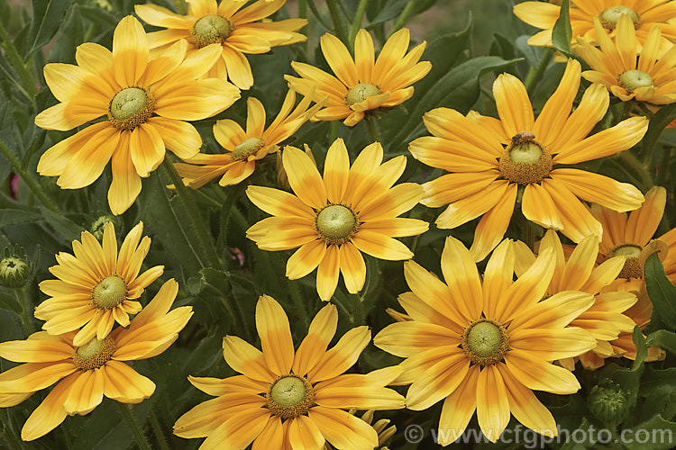 Rudbeckia 'Prairie. Sun', often listed under. Rudbeckia hirta, but possibly a hybrid, 'Prairie. Sun' grows to around 85cm tall and has pure yellow flowerheads, often with ray florets that are darker at the base. It is most often cultivated as an annual. Rudbeckia is a North American daisy genus. rudbeckia-2220htm'>Rudbeckia.