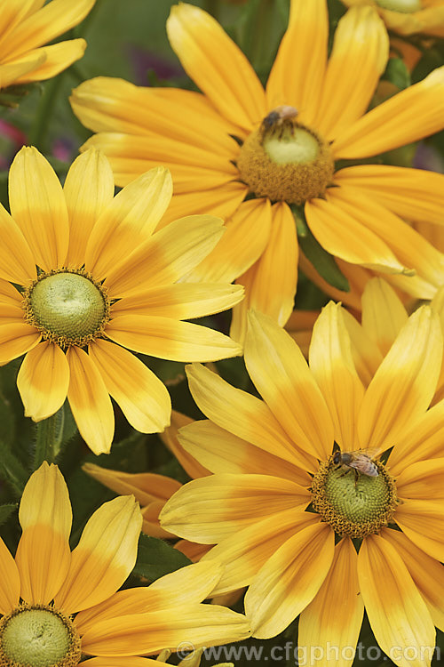 Rudbeckia 'Prairie. Sun', often listed under. Rudbeckia hirta, but possibly a hybrid, 'Prairie. Sun' grows to around 85cm tall and has pure yellow flowerheads, often with ray florets that are darker at the base. It is most often cultivated as an annual. Rudbeckia is a North American daisy genus. rudbeckia-2220htm'>Rudbeckia.