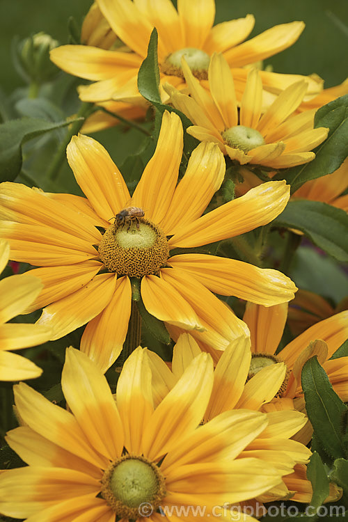 Rudbeckia 'Prairie. Sun', often listed under. Rudbeckia hirta, but possibly a hybrid, 'Prairie. Sun' grows to around 85cm tall and has pure yellow flowerheads, often with ray florets that are darker at the base. It is most often cultivated as an annual. Rudbeckia is a North American daisy genus. rudbeckia-2220htm'>Rudbeckia.