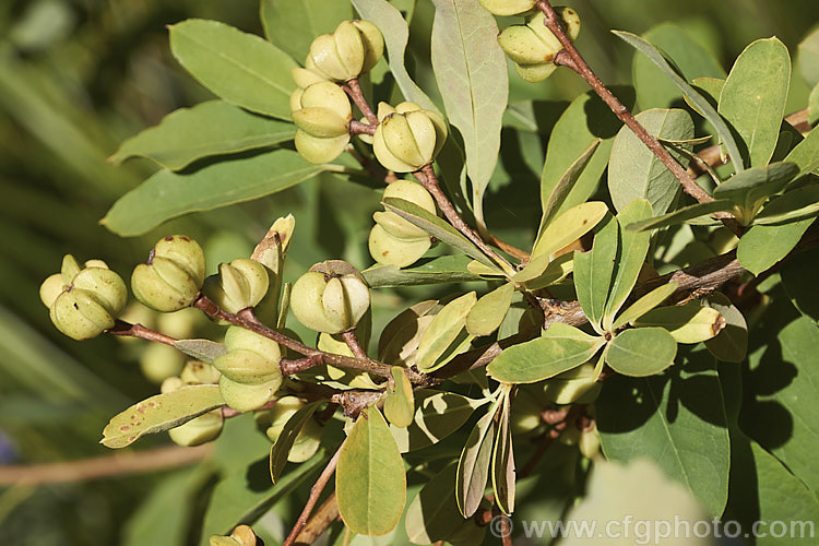 The seedpods of Exochorda x macrantha 'The Bride', the best-known cultivar of a hybrid of E korolkowii x E racemosa origins that was developed by the French breeder. Lemoine, most famous for his lilacs 'The Bride' is notable for its pure white flowers and buds and eventually develops into a bush around 25m high and wide. exochorda-2975htm'>Exochorda.