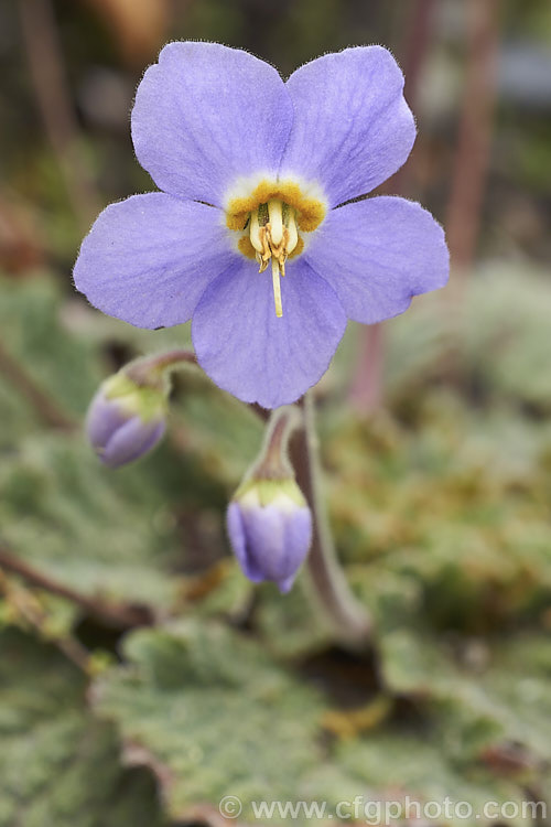 Pyrenean Violet or Rosette. Mullein (<i>Ramonda myconi</i>), a spring-flowering perennial of the African Violet family (<i>Gesneriaceae</i>) found in the Pyrenees and northern Spain. In cultivation it is usually grown as a rockery crevice plant or in alpine houses. Order: Lamiales, Family: Gesneriaceae