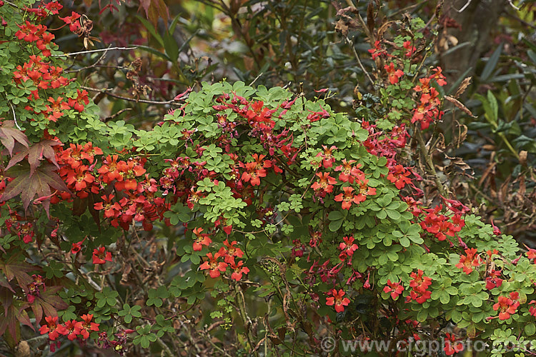 Flame. Nasturtium or Scottish. Flame. Flower (<i>Tropaeolum speciosum</i>), a vivid summer-flowering rhizomatous perennial climber native to Chile. It often naturalises in cool, moist conditions. Here it is growing through a maple. tropaeolum-3375htm'>Tropaeolum. <a href='tropaeolaceae-plant-family-photoshtml'>Tropaeolaceae</a>.