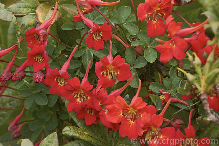 Flame. Nasturtium or Scottish. Flame. Flower (<i>Tropaeolum speciosum</i>), a vivid summer-flowering rhizomatous perennial climber native to Chile. It often naturalises in cool, moist conditions. Here it is growing through a deciduous azalea. tropaeolum-3375htm'>Tropaeolum. <a href='tropaeolaceae-plant-family-photoshtml'>Tropaeolaceae</a>.