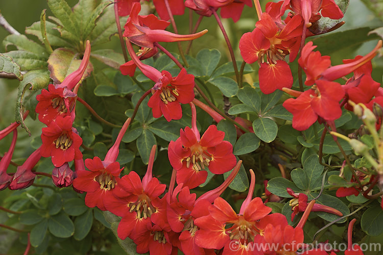 Flame. Nasturtium or Scottish. Flame. Flower (<i>Tropaeolum speciosum</i>), a vivid summer-flowering rhizomatous perennial climber native to Chile. It often naturalises in cool, moist conditions. Here it is growing through a deciduous azalea. tropaeolum-3375htm'>Tropaeolum. <a href='tropaeolaceae-plant-family-photoshtml'>Tropaeolaceae</a>.