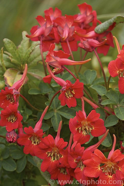 Flame. Nasturtium or Scottish. Flame. Flower (<i>Tropaeolum speciosum</i>), a vivid summer-flowering rhizomatous perennial climber native to Chile. It often naturalises in cool, moist conditions. Here it is growing through a deciduous azalea. tropaeolum-3375htm'>Tropaeolum. <a href='tropaeolaceae-plant-family-photoshtml'>Tropaeolaceae</a>.