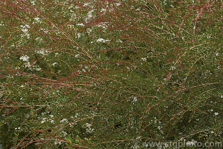Reddish-bronze new growth on Twiggy. Heath. Myrtle (<i>Sannantha virgata [syns. Babingtonia virgata, Baeckea virgata]), an evergreen, 2m high and wide shrub found in a small area in the ranges of northeastern Victoria, Australia. It has small, narrow leaves that taper to a sharp point and an abundance of tiny white to cream flowers from late spring. It could easily be mistaken for a Leptospermum species but is generally smaller and less robustly built in both leaf and flowers. The classification of this species is rather confused and some forms previously included with Baeckea virgata are now classified as Sannantha bidwillii. sannantha-3277htm'>Sannantha. .