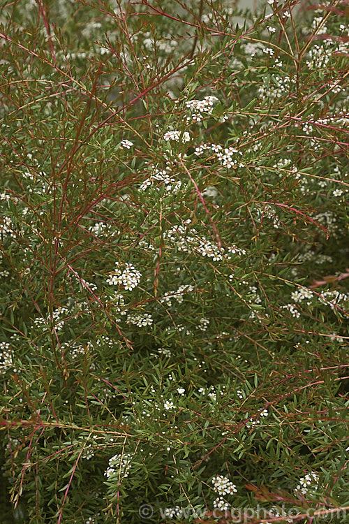 Reddish-bronze new growth on Twiggy. Heath. Myrtle (<i>Sannantha virgata [syns. Babingtonia virgata, Baeckea virgata]), an evergreen, 2m high and wide shrub found in a small area in the ranges of northeastern Victoria, Australia. It has small, narrow leaves that taper to a sharp point and an abundance of tiny white to cream flowers from late spring. It could easily be mistaken for a Leptospermum species but is generally smaller and less robustly built in both leaf and flowers. The classification of this species is rather confused and some forms previously included with Baeckea virgata are now classified as Sannantha bidwillii. sannantha-3277htm'>Sannantha. .
