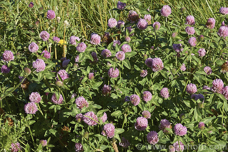 Red Clover or Purple Clover (<i>Trifolium pratense</i>), a short-lived perennial originally native to Europe. It is often grown in pastures and also occurs as a weed. It can grow to over 50cm tall and there are several ornamental cultivars. trifolium-3369htm'>Trifolium.
