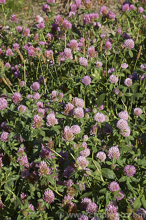 Red Clover or Purple Clover (<i>Trifolium pratense</i>), a short-lived perennial originally native to Europe. It is often grown in pastures and also occurs as a weed. It can grow to over 50cm tall and there are several ornamental cultivars. trifolium-3369htm'>Trifolium.