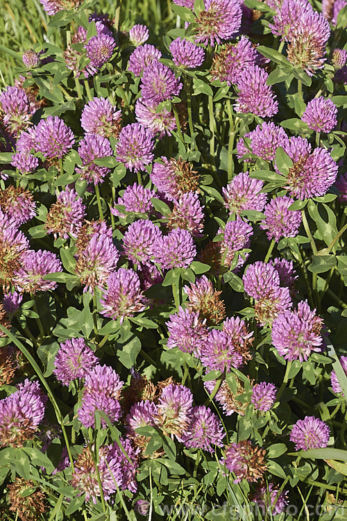 Red Clover or Purple Clover (<i>Trifolium pratense</i>), a short-lived perennial originally native to Europe. It is often grown in pastures and also occurs as a weed. It can grow to over 50cm tall and there are several ornamental cultivars. trifolium-3369htm'>Trifolium.