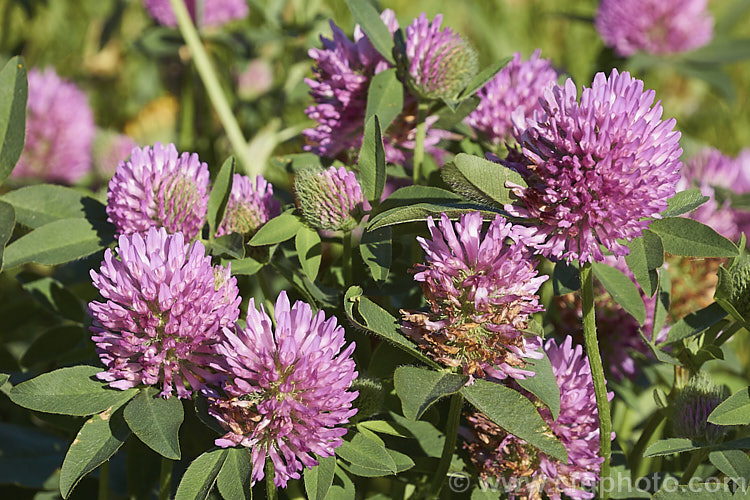 Red Clover or Purple Clover (<i>Trifolium pratense</i>), a short-lived perennial originally native to Europe. It is often grown in pastures and also occurs as a weed. It can grow to over 50cm tall and there are several ornamental cultivars. trifolium-3369htm'>Trifolium.