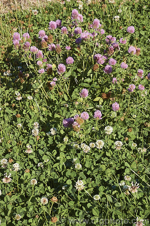 Red Clover or Purple Clover (<i>Trifolium pratense</i>), a short-lived perennial originally native to Europe, shown growing with the much shorter. White Clover (<i>Trifolium repens</i>), also a European species. Both are widely grown in pastures as fodder, for their nitrogen fixing properties and for honey production. trifolium-3369htm'>Trifolium.