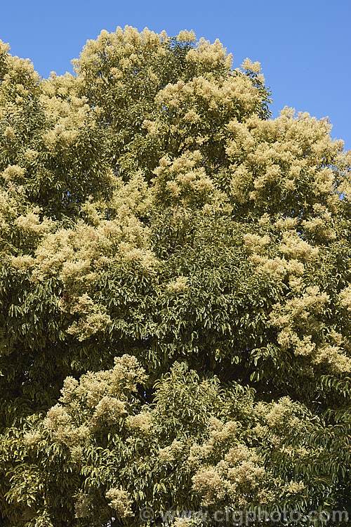 Variegated Chinese Privet (<i>Ligustrum lucidum 'Tricolor'), a cultivar of an evergreen species found in China, Korea and Japan. It has cream, yellow and green variegated foliage that is pink-tinted when young. The sprays of small creamy white flowers shown here develop into heads of berries that are reddish purple when mature. It is a large shrub or small tree that can grow to 10m tall ligustrum-3093htm'>Ligustrum. <a href='oleaceae-plant-family-photoshtml'>Oleaceae</a>.