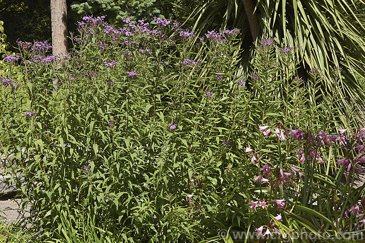 Vernonia arkansana (syn. Vernonia crinita</i>), a late-summer to autumn-flowering perennial daisy native to the south-central United States. It can grow to as much as 3m tall and thrives in moist areas, such as pond margins. vernonia-3386htm'>Vernonia.