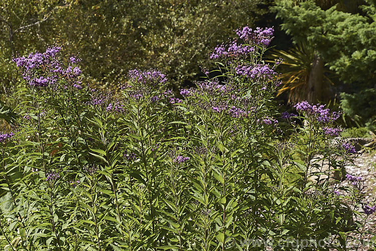 Vernonia arkansana (syn. Vernonia crinita</i>), a late-summer to autumn-flowering perennial daisy native to the south-central United States. It can grow to as much as 3m tall and thrives in moist areas, such as pond margins. vernonia-3386htm'>Vernonia.