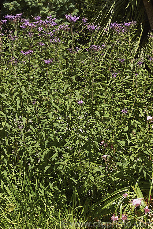 Vernonia arkansana (syn. Vernonia crinita</i>), a late-summer to autumn-flowering perennial daisy native to the south-central United States. It can grow to as much as 3m tall and thrives in moist areas, such as pond margins. vernonia-3386htm'>Vernonia.