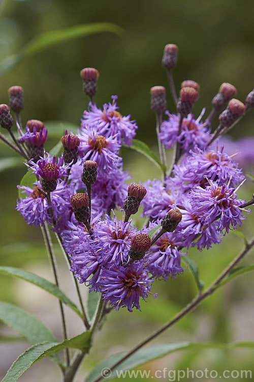 Vernonia arkansana (syn. Vernonia crinita</i>), a late-summer to autumn-flowering perennial daisy native to the south-central United States. It can grow to as much as 3m tall and thrives in moist areas, such as pond margins. vernonia-3386htm'>Vernonia.