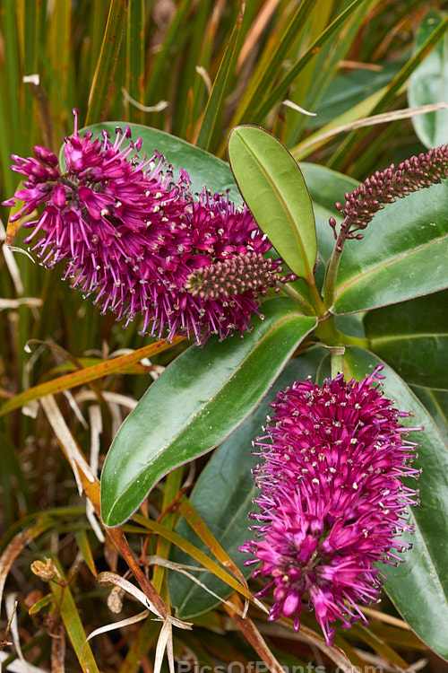 Titirangi or Napuka (<i>Veronica speciosa</i> [syn. <i>Hebe speciosa</i>]), a long-flowering and showy New Zealand evergreen shrub found in coastal parts of the North Island and the far north of the South Island It grows to around 1.2m tall x 1.5m wide and is the parent of many popular garden hybrids and cultivars. Order: Lamiales, Family: Plantaginaceae