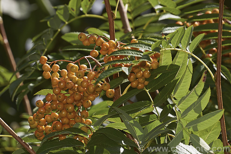 The near-ripe fruit of Sorbus randaiensis, a small deciduous tree up to 8m tall, native to the mountains of Taiwan. Its spring-borne heads of small cream flowers are followed by orange-red berries. The fruit matures in autumn and usually last well into winter. sorbus-2143htm'>Sorbus.
