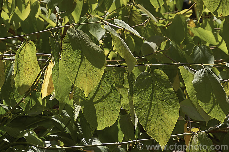 The summer foliage of Sinowilsonia henryi, this deciduous shrub of the witch hazel family (<i>Hamamelidaceae</i>) is the sole species in its genus. It is native to central China and grows to around 8m tall It produces pendulous spikes of small filamentous flowers followed by small brown seed capsules. sinowilsonia-3313htm'>Sinowilsonia. <a href='hamamelidaceae-plant-family-photoshtml'>Hamamelidaceae</a>.