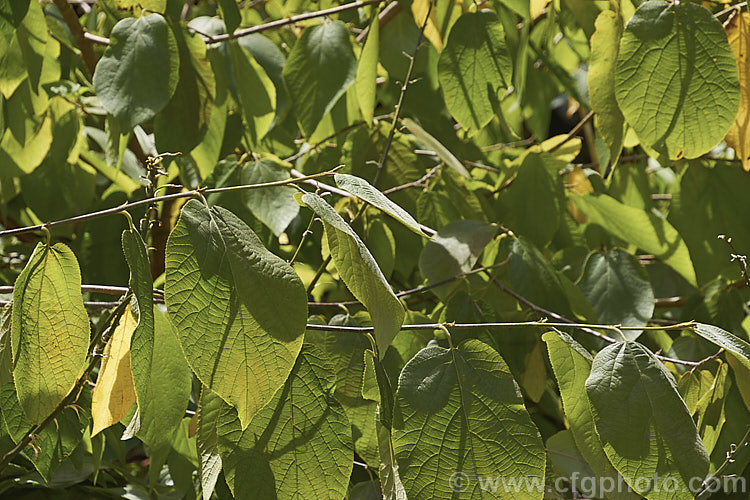 The summer foliage of Sinowilsonia henryi, this deciduous shrub of the witch hazel family (<i>Hamamelidaceae</i>) is the sole species in its genus. It is native to central China and grows to around 8m tall It produces pendulous spikes of small filamentous flowers followed by small brown seed capsules. sinowilsonia-3313htm'>Sinowilsonia. <a href='hamamelidaceae-plant-family-photoshtml'>Hamamelidaceae</a>.