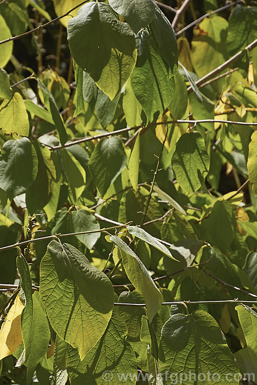 The summer foliage of Sinowilsonia henryi, this deciduous shrub of the witch hazel family (<i>Hamamelidaceae</i>) is the sole species in its genus. It is native to central China and grows to around 8m tall It produces pendulous spikes of small filamentous flowers followed by small brown seed capsules. sinowilsonia-3313htm'>Sinowilsonia. <a href='hamamelidaceae-plant-family-photoshtml'>Hamamelidaceae</a>.