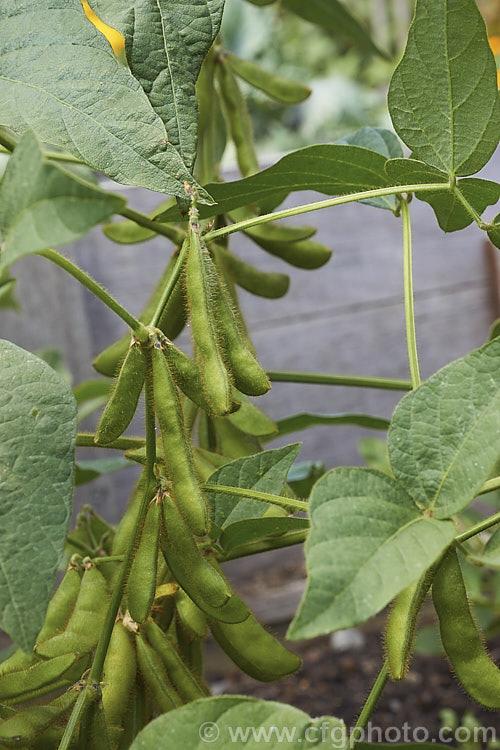 Soybean or Soya. Bean (<i>Glycine max</i>), an East Asian annual legume that is widely cultivated for its seeds, which are used to produce oils and a range of culinary products as well as being sprouted for use as a vegetable. The beans are covered in fine golden brown hairs and develop from tiny purple flowers. glycine-2410htm'>Glycine.