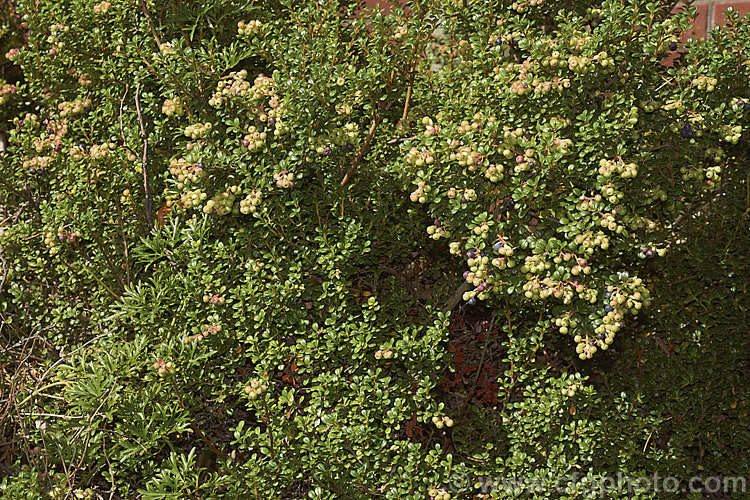 Delavay's Cranberry (<i>Vaccinium delavayi</i>) with unripe fruit. This 30-60cm high evergreen shrub is native to southwest China. The edible but tart purple-black berries follow small pink-flushed cream flowers. vaccinium-2753htm'>Vaccinium. Order: Ericales, Family: Ericaceae