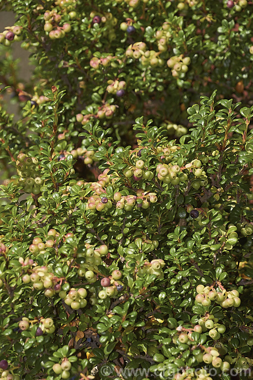 Delavay's Cranberry (<i>Vaccinium delavayi</i>) with unripe fruit. This 30-60cm high evergreen shrub is native to southwest China. The edible but tart purple-black berries follow small pink-flushed cream flowers. vaccinium-2753htm'>Vaccinium. Order: Ericales, Family: Ericaceae