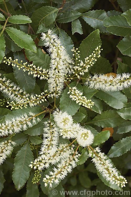 Kamahi (<i>Weinmannia racemosa</i>), an evergreen tree found throughout New Zealand from Waikato southwards. It grows 15-24m tall and its nectar-rich flowers are very popular with bees. The timber has some uses but it lacks durability and the foliage is sometimes cut for the florists' use. weinmannia-2395htm'>Weinmannia. <a href='cunoniaceae-plant-family-photoshtml'>Cunoniaceae</a>.