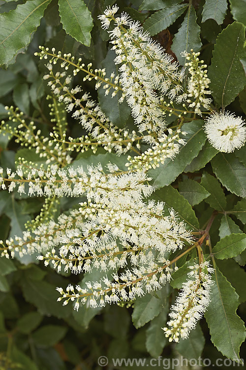Kamahi (<i>Weinmannia racemosa</i>), an evergreen tree found throughout New Zealand from Waikato southwards. It grows 15-24m tall and its nectar-rich flowers are very popular with bees. The timber has some uses but it lacks durability and the foliage is sometimes cut for the florists' use. weinmannia-2395htm'>Weinmannia. <a href='cunoniaceae-plant-family-photoshtml'>Cunoniaceae</a>.