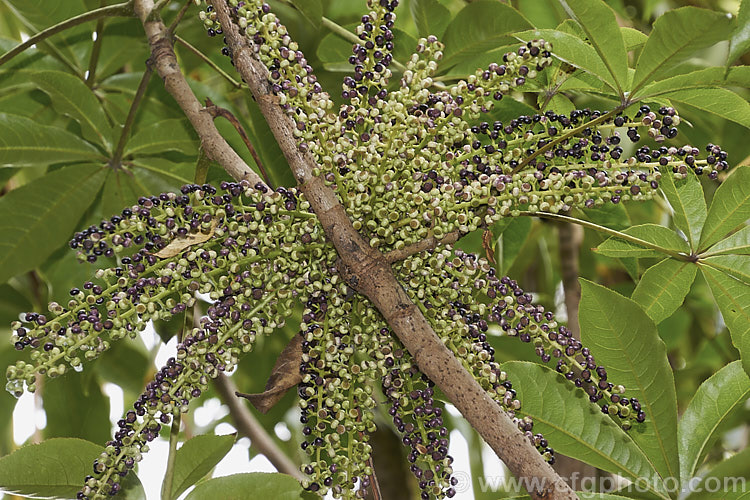 Ripening head of fruit of Pate or Patete (<i>Schefflera digitata</i>), an evergreen shrub or small tree up to 8m tall It occurs in forest areas of all the main islands of New Zealand, preferring a near frost-free climate. Its sprays of small green flowers are followed by purple-pink-tinted fruits. schefflera-2489htm'>Schefflera. Order: Apiales, Family: Araliaceae