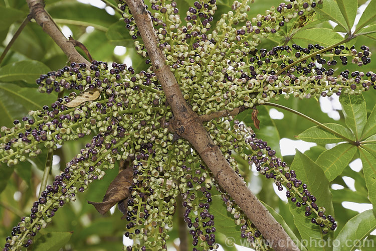Ripening head of fruit of Pate or Patete (<i>Schefflera digitata</i>), an evergreen shrub or small tree up to 8m tall It occurs in forest areas of all the main islands of New Zealand, preferring a near frost-free climate. Its sprays of small green flowers are followed by purple-pink-tinted fruits. schefflera-2489htm'>Schefflera. Order: Apiales, Family: Araliaceae