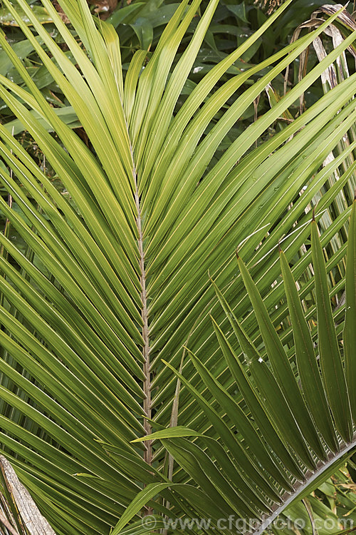Foliage of a young Nikau Palm or Shaving Brush Palm (<i>Rhopalostylis sapida</i>), a New Zealand feather palm also found at 44S in the Chatham Islands, making it the southernmost palm