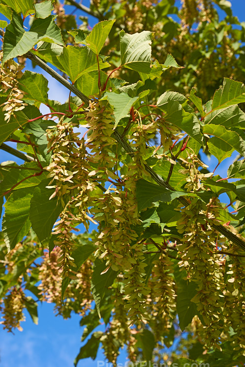 Late summer foliage and near mature samara of <i>Acer capillipes</i>, a 10-13m tall deciduous tree native to Japan. It has pale-striped green bark and is therefore commonly known as one of the snakebark maples. The stems are red-tinted when young and the petioles are also reddish, with the whole leaf developing gold to red tones in autumn. Order: Sapindales, Family: Sapindaceae