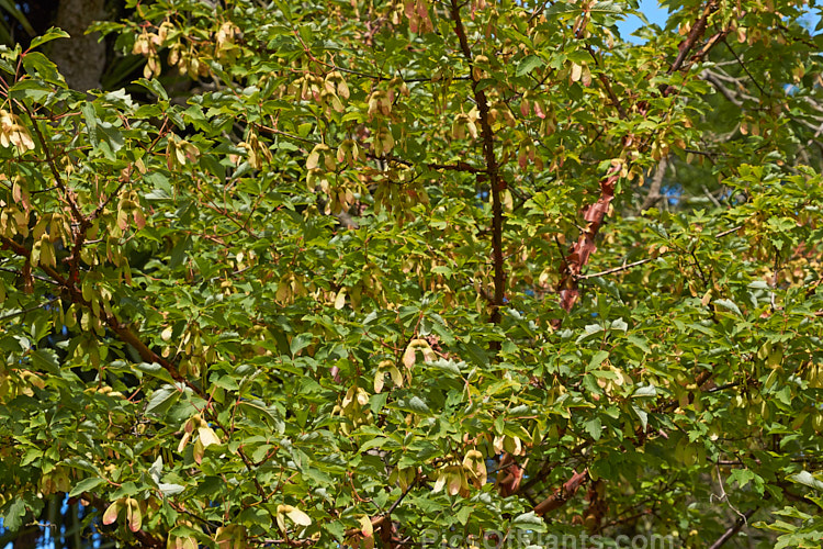 Late summer foliage and near mature samara of the Paperbark Maple (<i>Acer griseum</i>), a 6-12m tall tree from central China. Its foliage does not colour reliably in autumn but usually develops splashes of purple-red. Order: Sapindales, Family: Sapindaceae