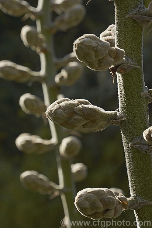 The developing flower stems of Puya glomerifera almost ready to bloom. This late summer- to autumn-flowering terrestrial bromeliad is native to Ecuador, where it is found in dry shrubland at fairly high altitudes. Its flower stems are around 3m tall