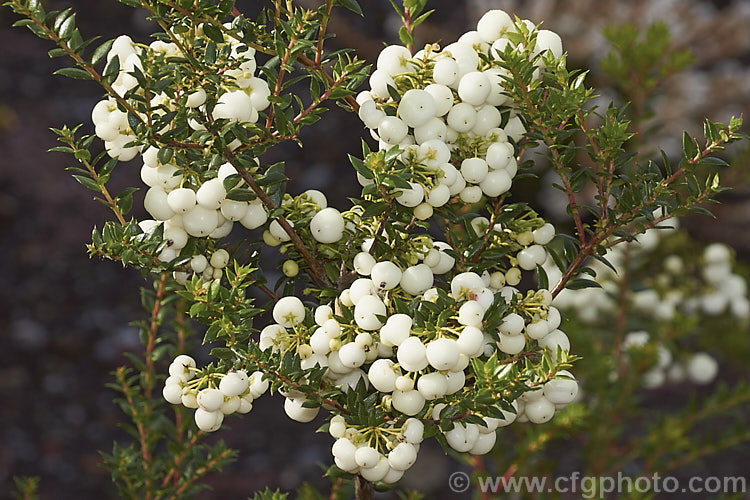 Gaultheria mucronata (syn. Pernettya mucronata</i>), a 50-15m high evergreen shrub native to Chile and Argentina. The leaves are tipped with tiny spines and in spring it produces heads of small, pendulous, white bell-shaped flowers that by late summer have developed in to showy berries that range in colour from white through pink to red. This natural variation has led to the development of a range of cultivars. gaultheria-2404htm'>Gaultheria. Order: Ericales, Family: Ericaceae