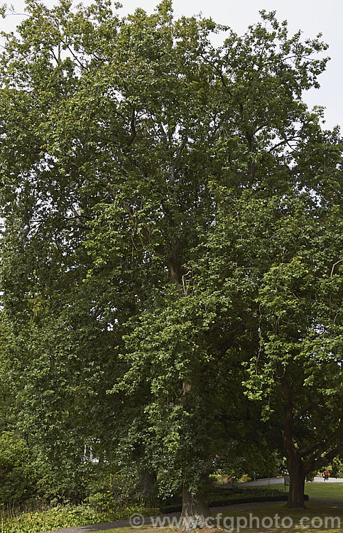 Sessile Oak or Durmast Oak (<i>Quercus petraea</i>), a deciduous tree up to 45m tall Found from Europe to western Russia, and similar to the common. Quercus robur, it differs in details, such as much longer flower catkins. In mild climates it can be semi-evergreen, as this photograph, taken around the winter solstice, shows. Order: Fagales, Family: Fagaceae
