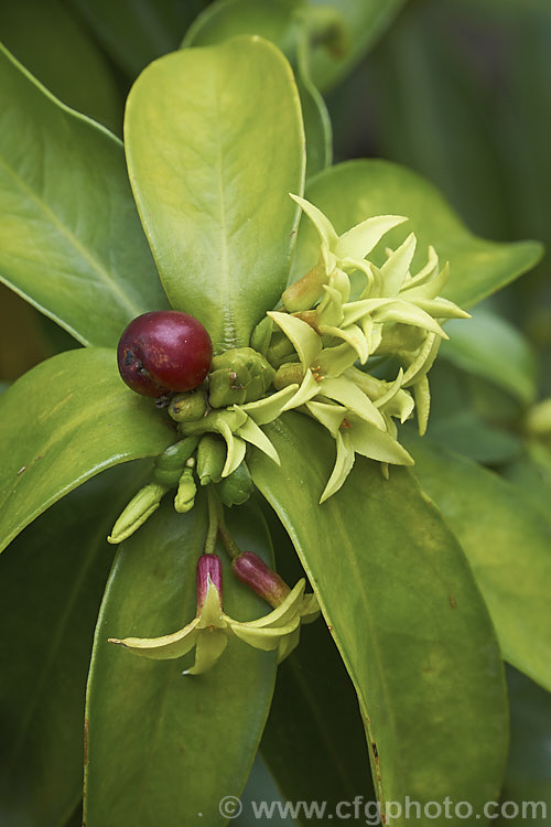 Pontic. Daphne (<i>Daphne pontica</i>), a mainly spring-flowering evergreen shrub found from southeastern Europe through the Caucasus to western Asia. While not very showy, its small yellow-green flowers are fragrant. Order: Malvales, Family: Thymelaeaceae