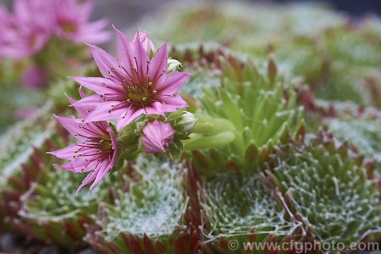 Sempervivum x barbalatum, a very small houseleek that is a hybrid between Sempervivum arachnoideum and Sempervivum montanum. It has showy flowers that are large for the size of the plants and its foliage develops a little webbing. sempervivum-2493htm'>Sempervivum. <a href='crassulaceae-plant-family-photoshtml'>Crassulaceae</a>.