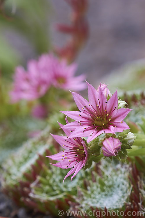 Sempervivum x barbalatum, a very small houseleek that is a hybrid between Sempervivum arachnoideum and Sempervivum montanum. It has showy flowers that are large for the size of the plants and its foliage develops a little webbing. sempervivum-2493htm'>Sempervivum. <a href='crassulaceae-plant-family-photoshtml'>Crassulaceae</a>.