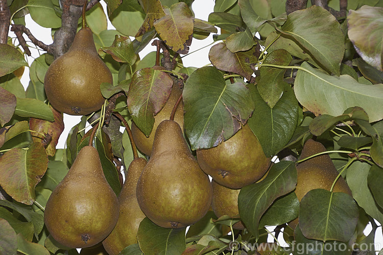 Pyrus communis 'Beurre Bosc', also known as Bosc or Royal Beurre Bosc, this is a russet-skinned pear with a rather narrow neck. This pear has a rather grainy flesh but keeps well and has an excellent flavour. Order: Rosales, Family: Rosaceae