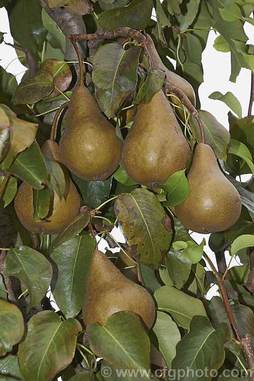 Pyrus communis 'Beurre Bosc', also known as Bosc or Royal Beurre Bosc, this is a russet-skinned pear with a rather narrow neck. This pear has a rather grainy flesh but keeps well and has an excellent flavour. Order: Rosales, Family: Rosaceae