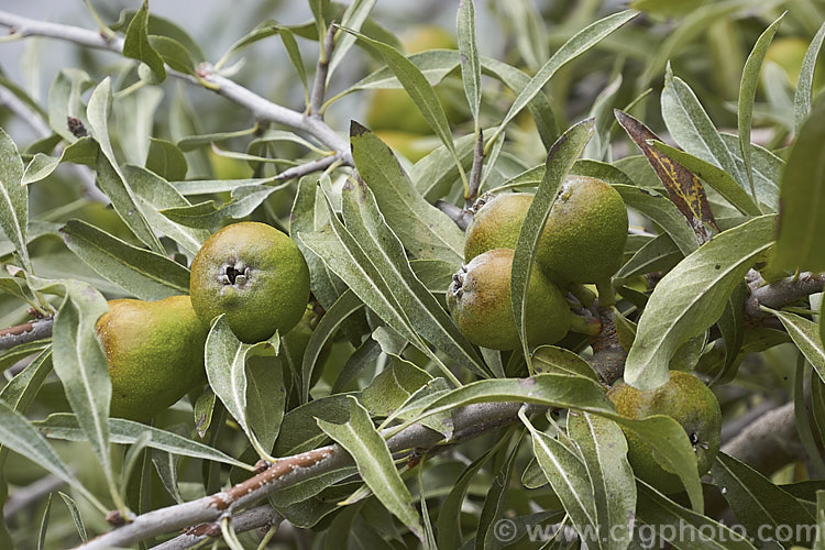 The small inedible fruits of the Weeping Silver Pear (<i>Pyrus salicifolia 'Pendula'), a small deciduous tree from south-eastern Europe through the Caucasus to western Asia. The cultivar 'Pendula' appears identical to the species. Order: Rosales, Family: Rosaceae