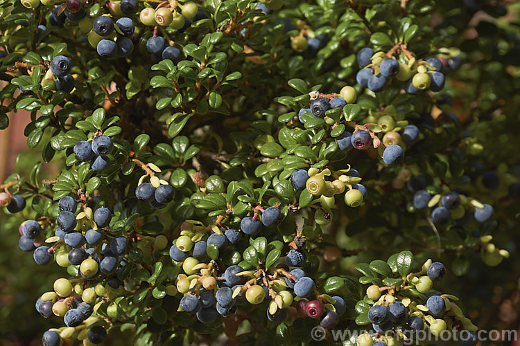 Delavay's Cranberry (<i>Vaccinium delavayi</i>), a 30-50cm high evergreen shrub native to southwest China. The edible but tart purple-black berries follow small pink-flushed cream flowers. vaccinium-2753htm'>Vaccinium. Order: Ericales, Family: Ericaceae