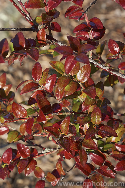 Autumn foliage of the Californian Huckleberry (<i>Vaccinium ovatum</i>), an evergreen shrub from 1-4m tall, found from British Columbia to California. Its flowers appear mainly in spring and are followed by small berries that are black when ripe. The fruit is edible but generally too sour to be anything but an emergency food. Although evergreen, the foliage often colours well in autumn and winter. vaccinium-2753htm'>Vaccinium. Order: Ericales, Family: Ericaceae